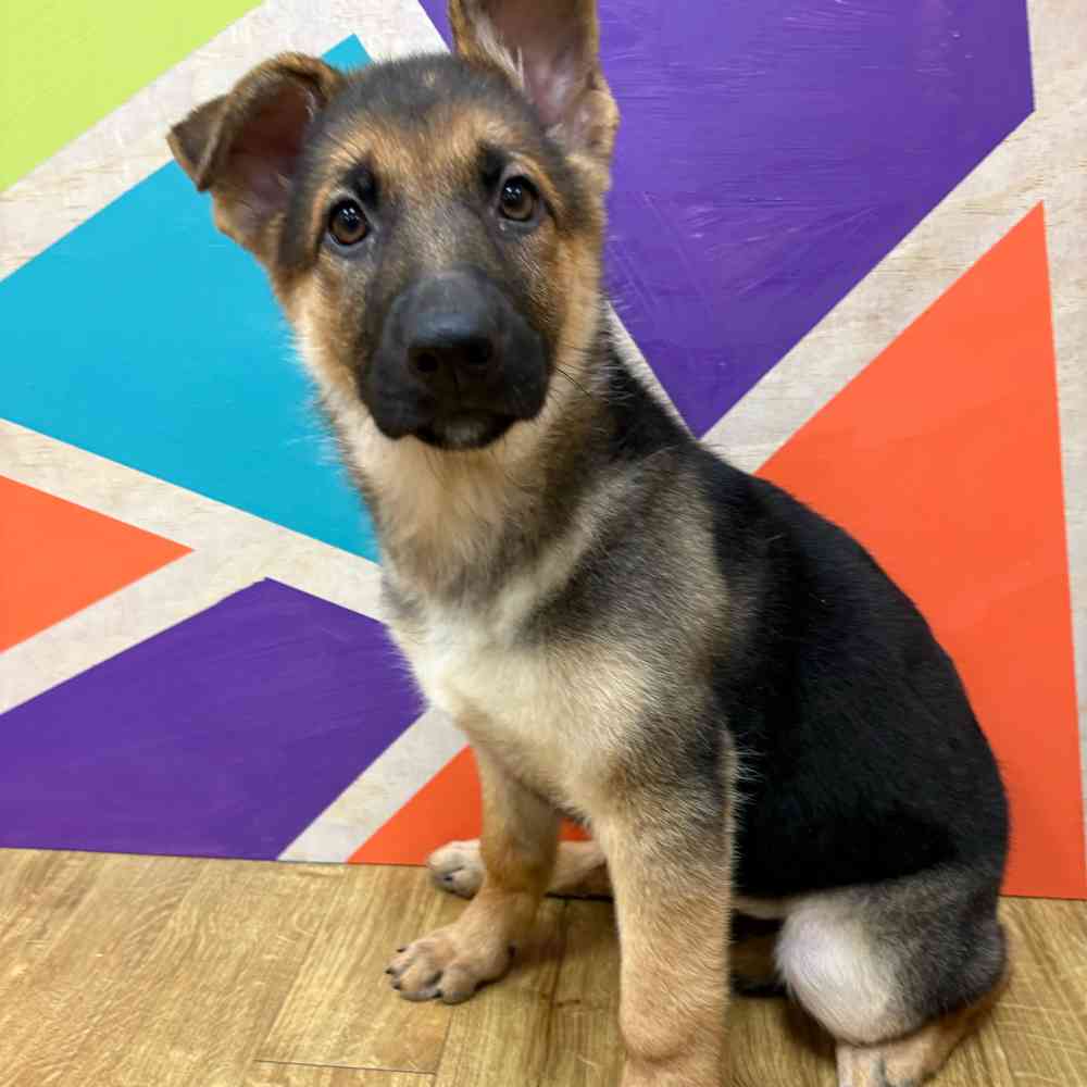 Female German Shepherd puppy named Kayda for sale at Petland Wichita West.