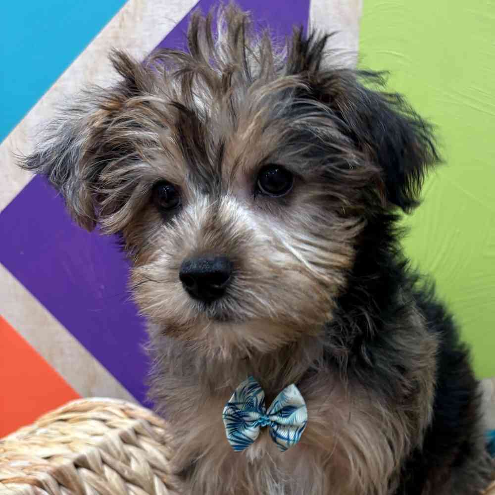 Male Yorkie puppy named Albert for sale at Petland Fayetteville.