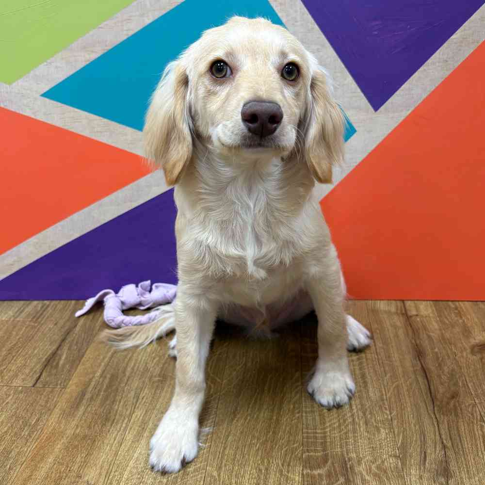 Male F1B Cockapoo puppy named Tommy for sale at Petland Wichita West.