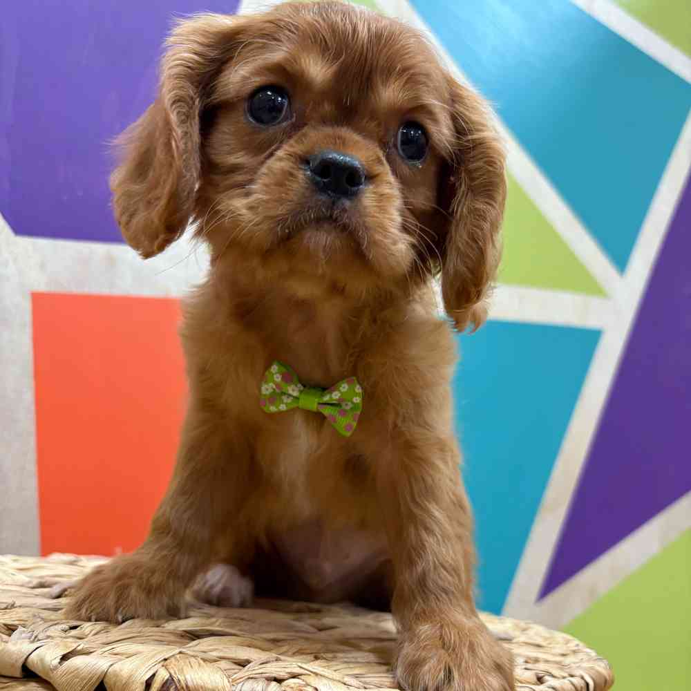 Male Cavalier King Charles Spaniel puppy named Reuben for sale at Petland Wichita West.