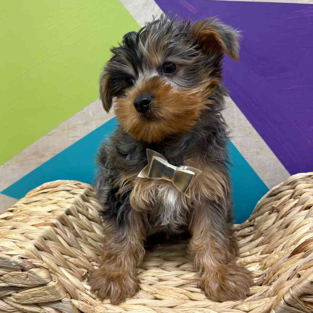 Male Yorkie puppy named Murphy for sale at Petland Wichita West.