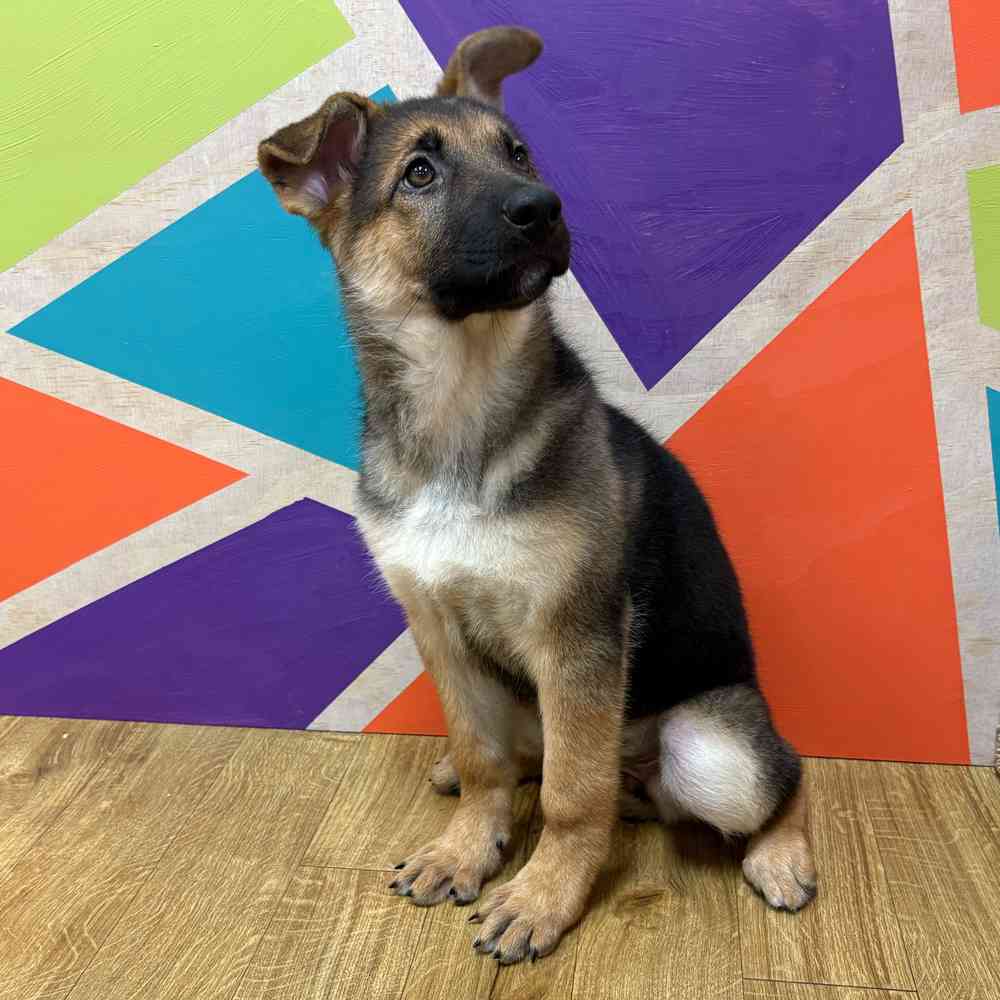 Female German Shepherd puppy named Kayda for sale at Petland Wichita West.