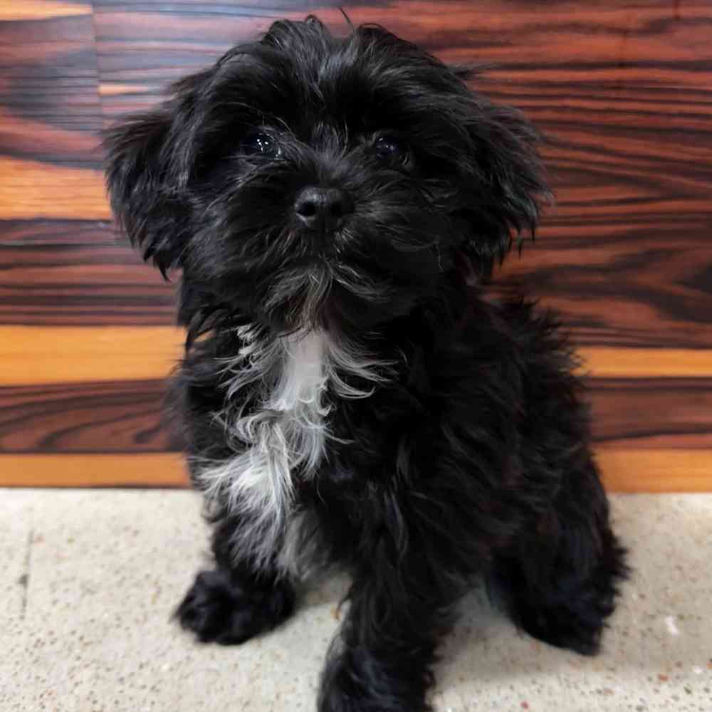 Female Morkie puppy named Frankie for sale at Petland Joplin.