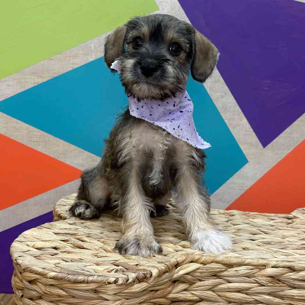 Female Mini Schnauzer puppy named Lucy for sale at Petland Rogers.