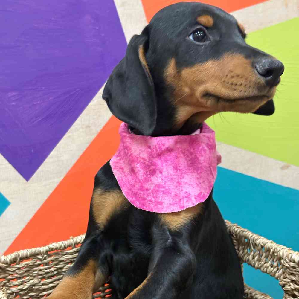 Female Doberman Pinscher puppy named Pearl for sale at Petland Wichita West.