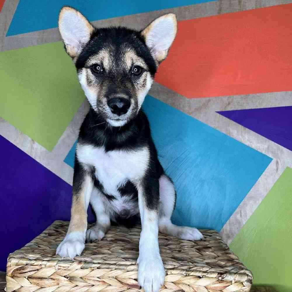 Male Shiba Inu puppy named Bear for sale at Petland Rogers.