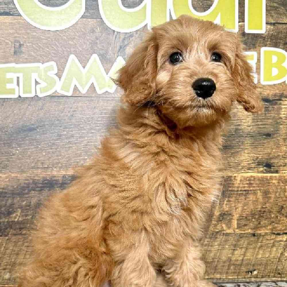 Male Mini Goldendoodle puppy named Jason for sale at Petland Rogers.