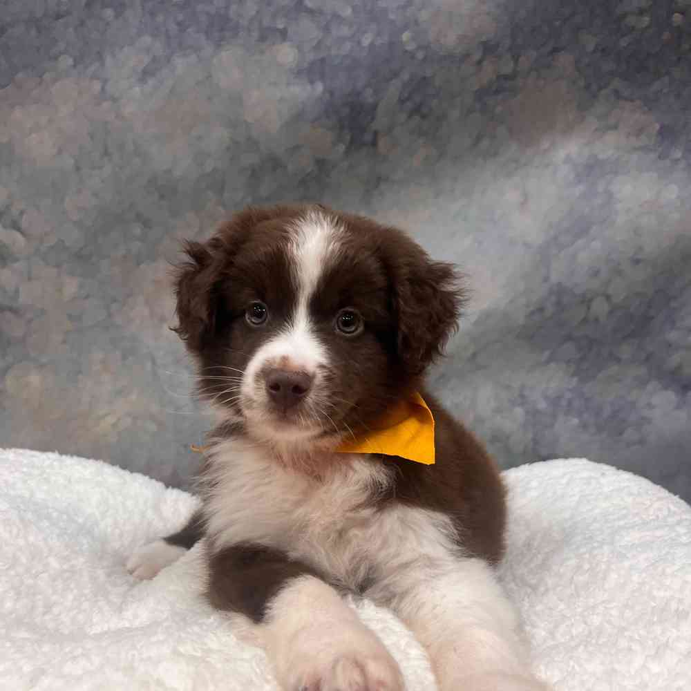 Male Mini Aussie puppy named Bean for sale at Petland Wichita West.