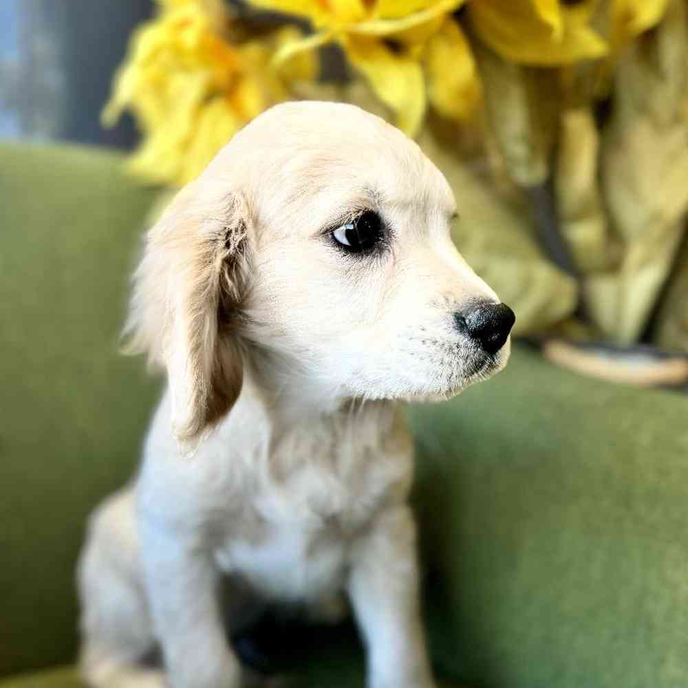 Male Mini Golden Retriever puppy named Timothy for sale at Petland Rogers.