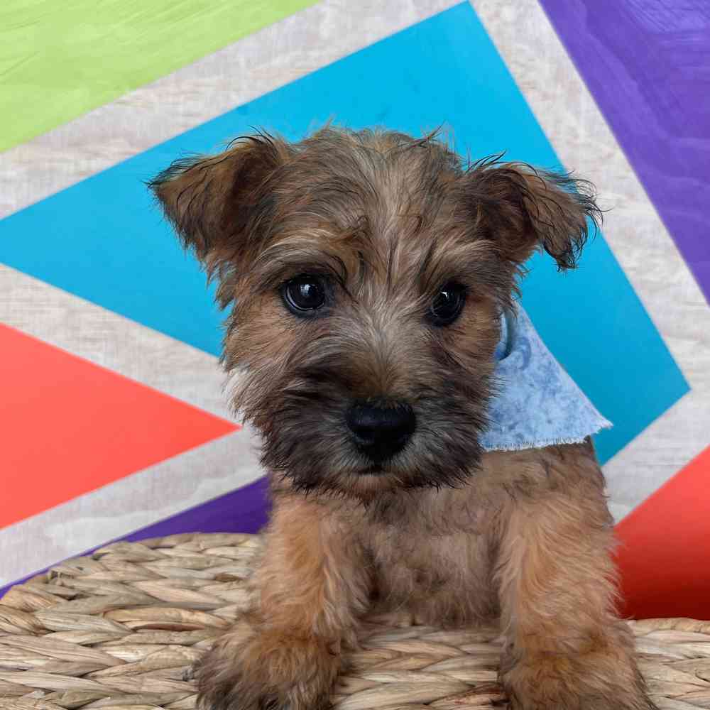 Male Cairn Terrier puppy named Benji for sale at Petland Wichita West.