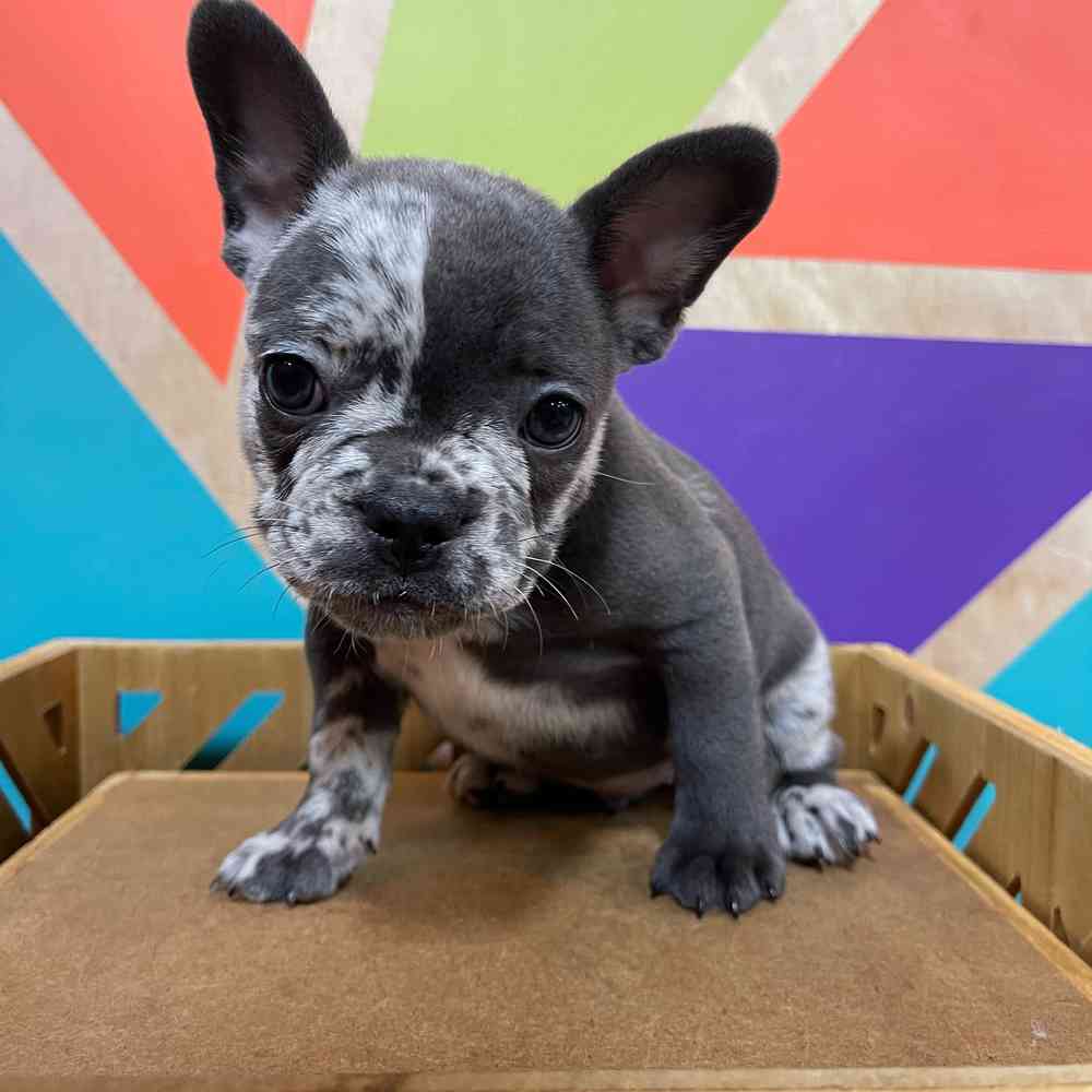 Male French Bulldog puppy named Joker for sale at Petland Wichita West.