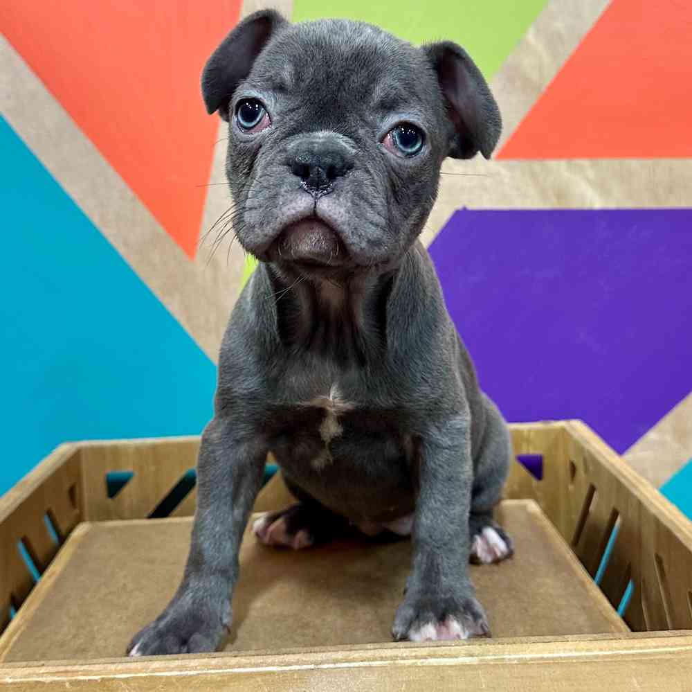 Female French Bulldog puppy named Princess for sale at Petland Joplin.