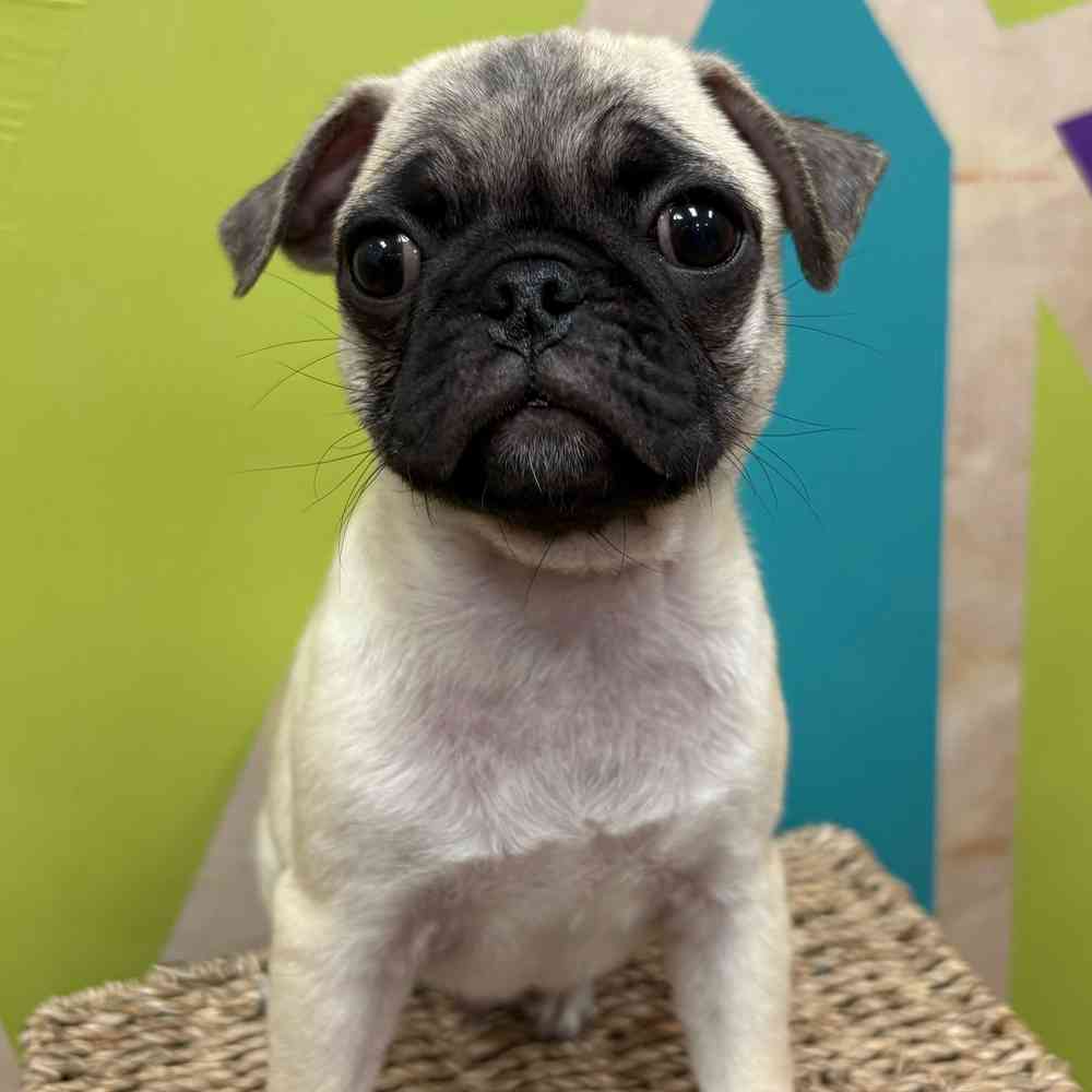 Male Pug puppy named Conner for sale at Petland Wichita West.