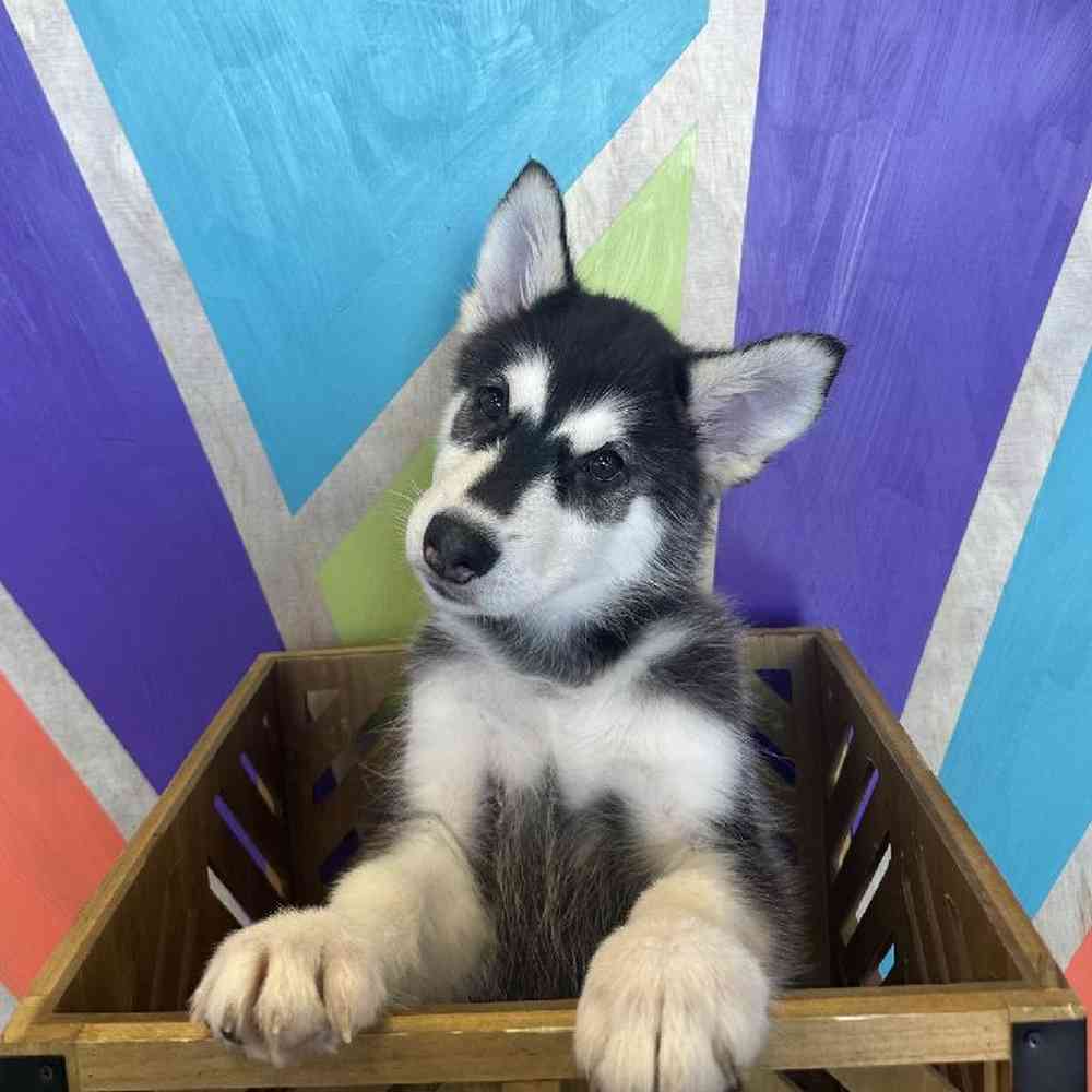 Male Alaskan Malamute puppy named Juno for sale at Petland Fayetteville.