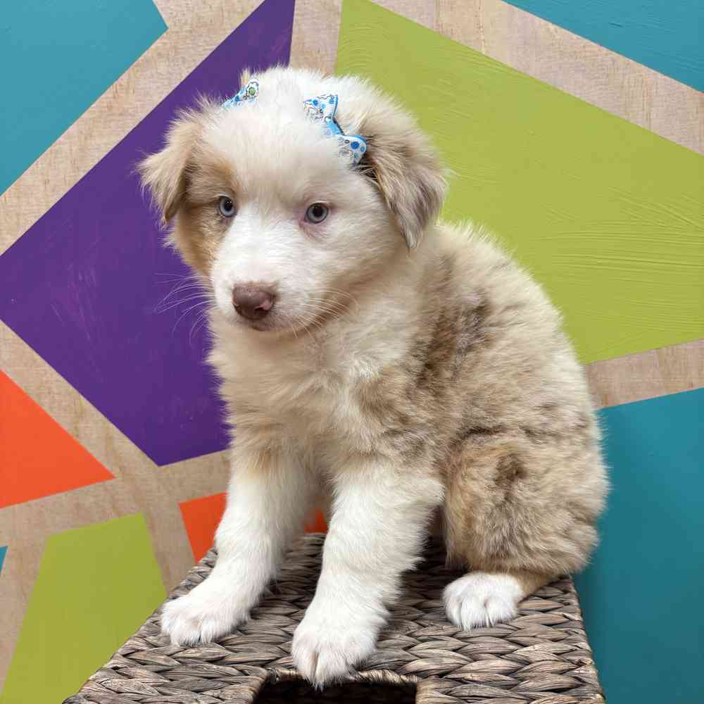 Female Mini Aussie puppy named Shiya for sale at Petland Wichita West.