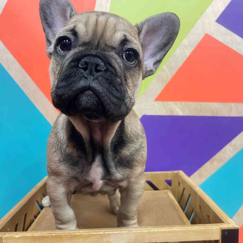 Male French Bulldog puppy named Rudy for sale at Petland Fayetteville.