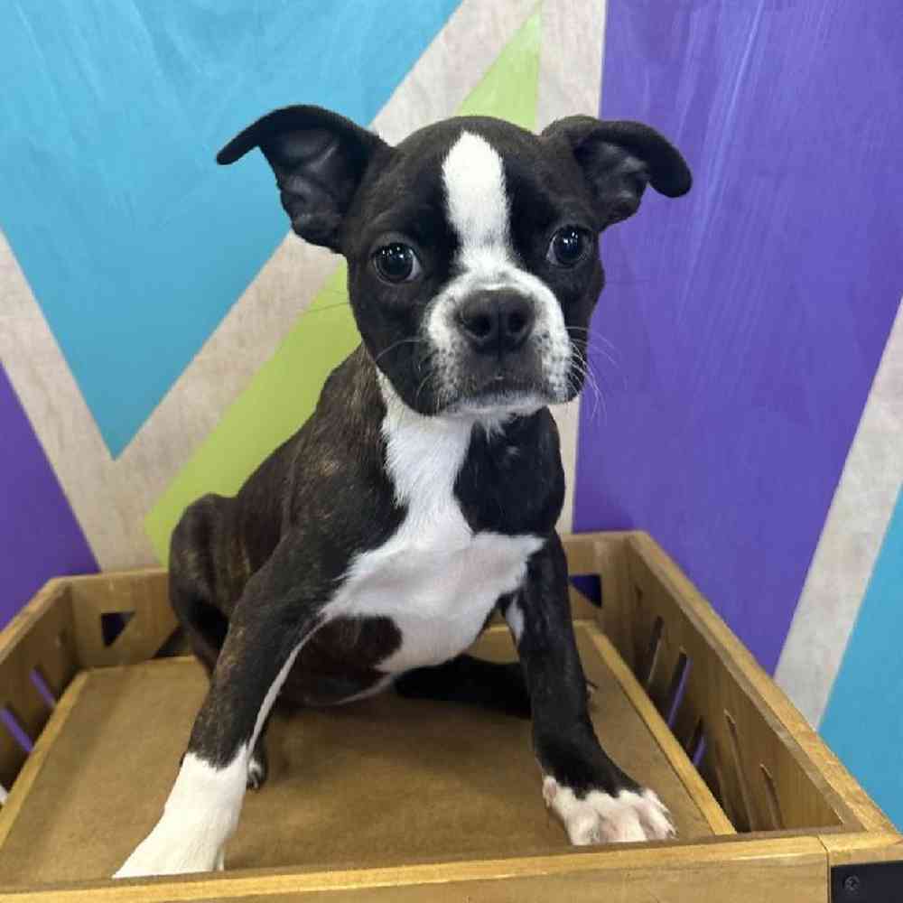 Female Boston Terrier puppy named Birdie for sale at Petland Fayetteville.