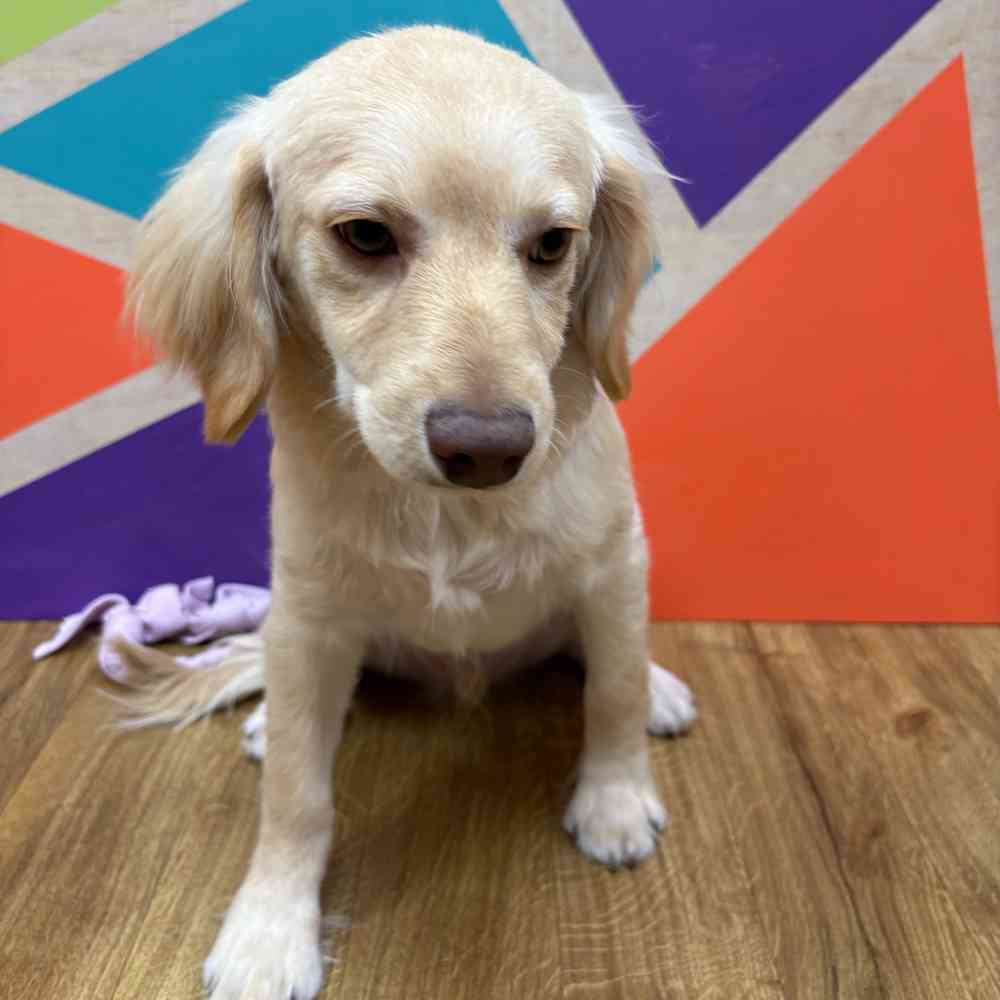 Male F1B Cockapoo puppy named Tommy for sale at Petland Wichita West.