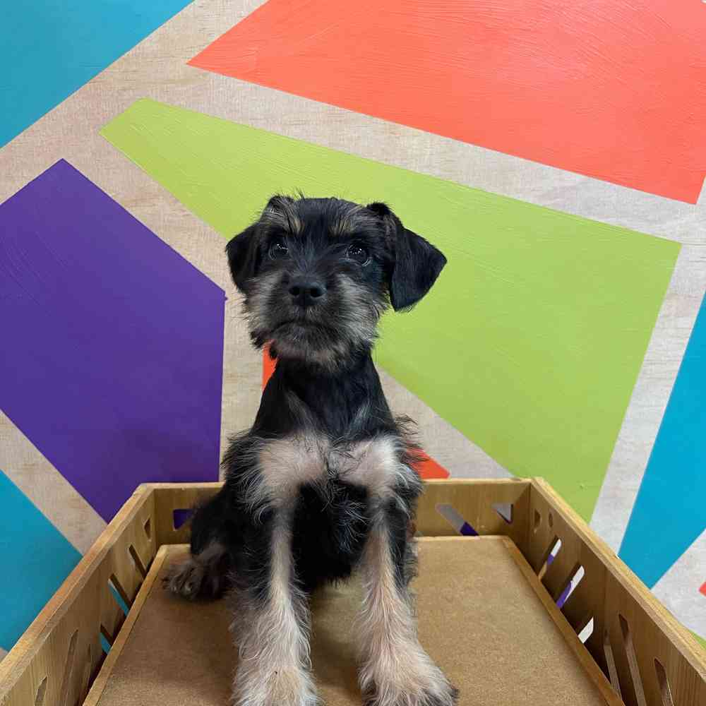 Male Mini Schnauzer puppy named Robert for sale at Petland Joplin.