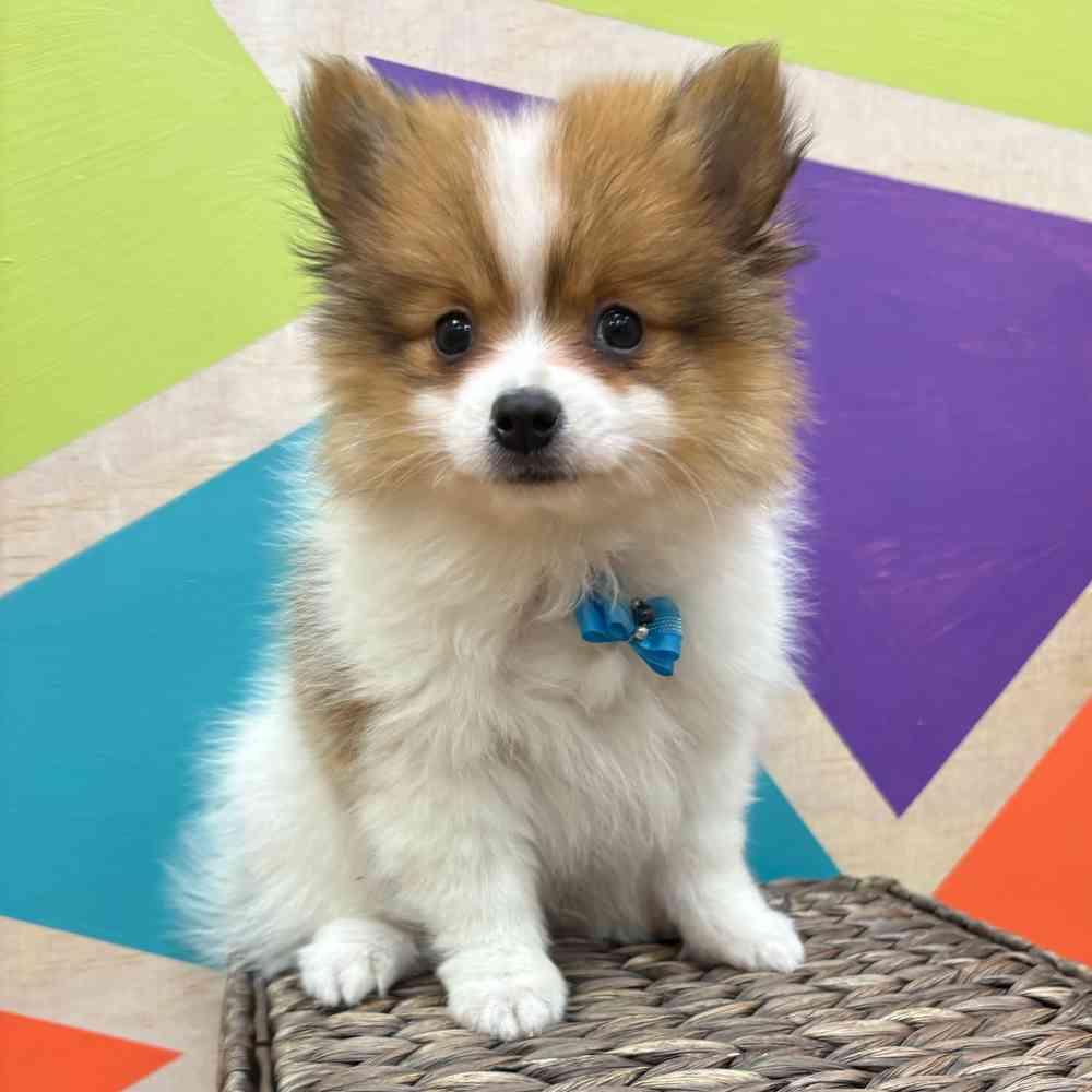Male Pomeranian puppy named Tiny Tim for sale at Petland Wichita West.