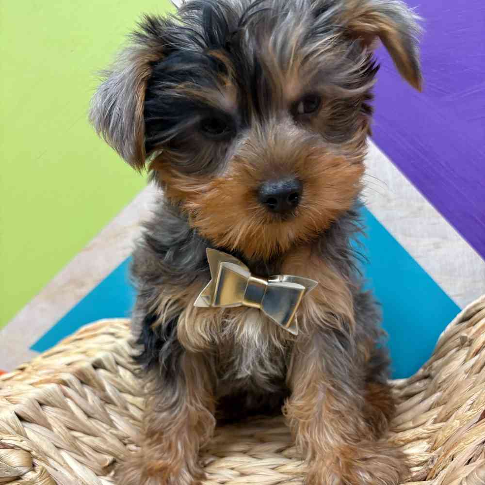 Male Yorkie puppy named Murphy for sale at Petland Wichita West.