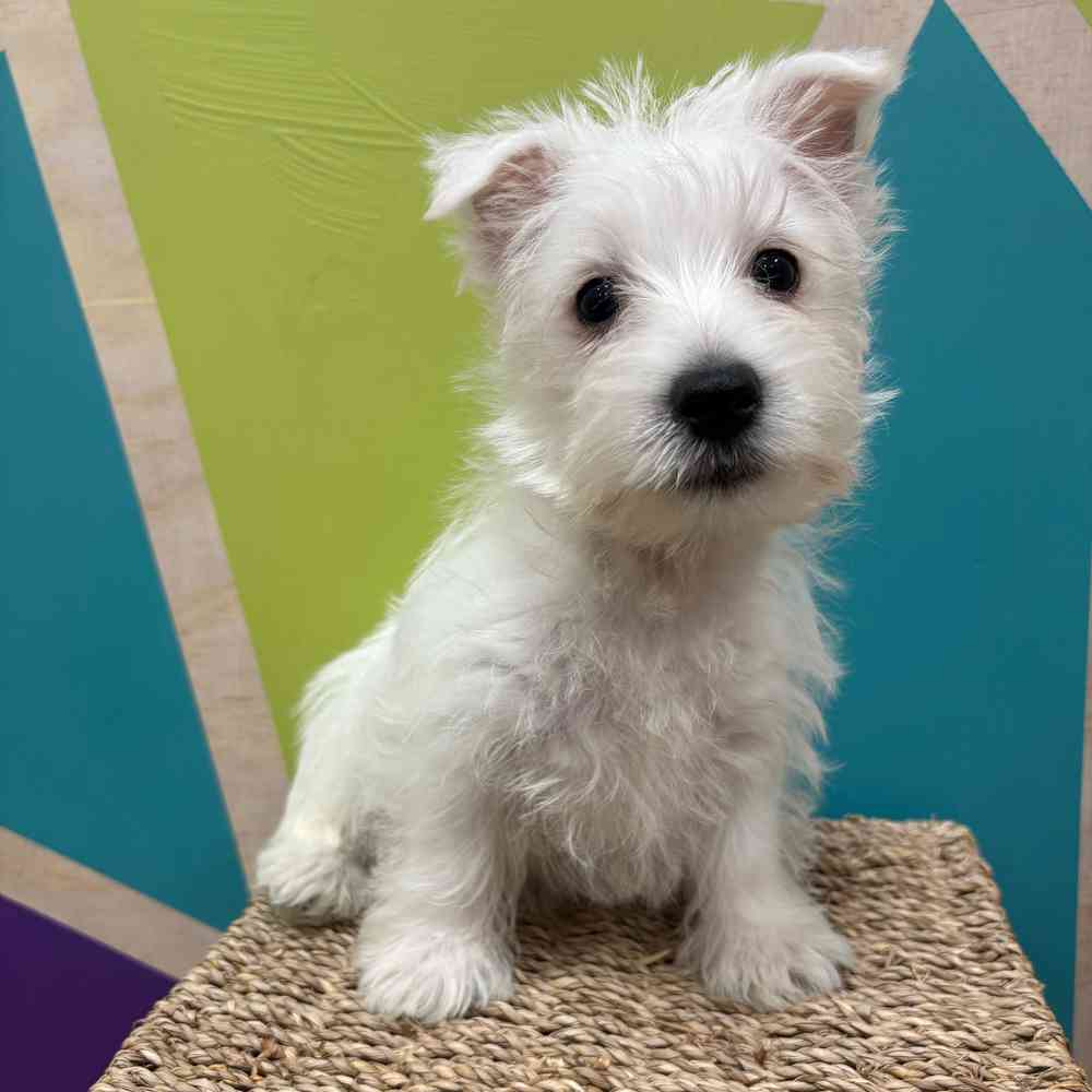 Male West Highland White Terrier puppy named Winston for sale at Petland Wichita West.