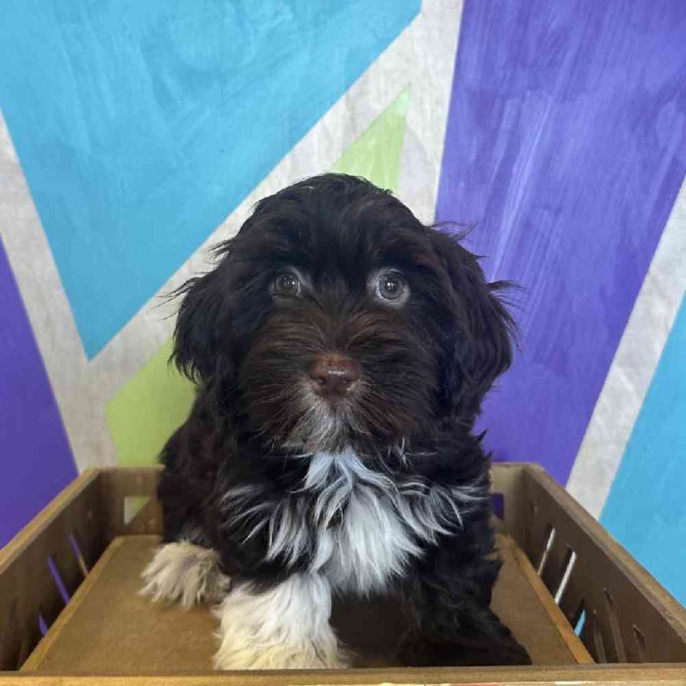 Male Havanese puppy named Hershey for sale at Petland Fayetteville.