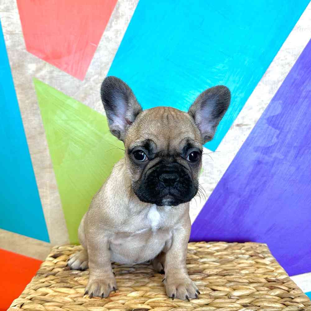 Female French Bulldog puppy named Zorra for sale at Petland Fayetteville.