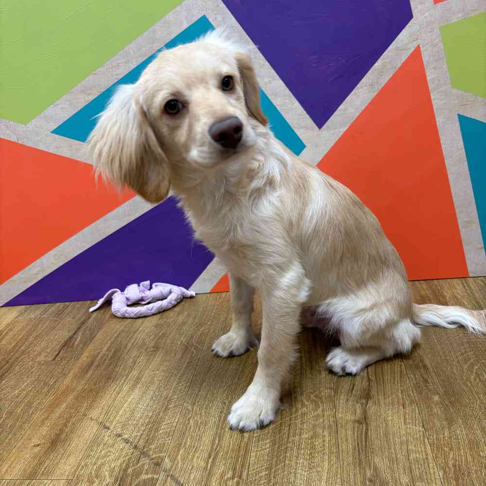 Male F1B Cockapoo puppy named Tommy for sale at Petland Wichita West.