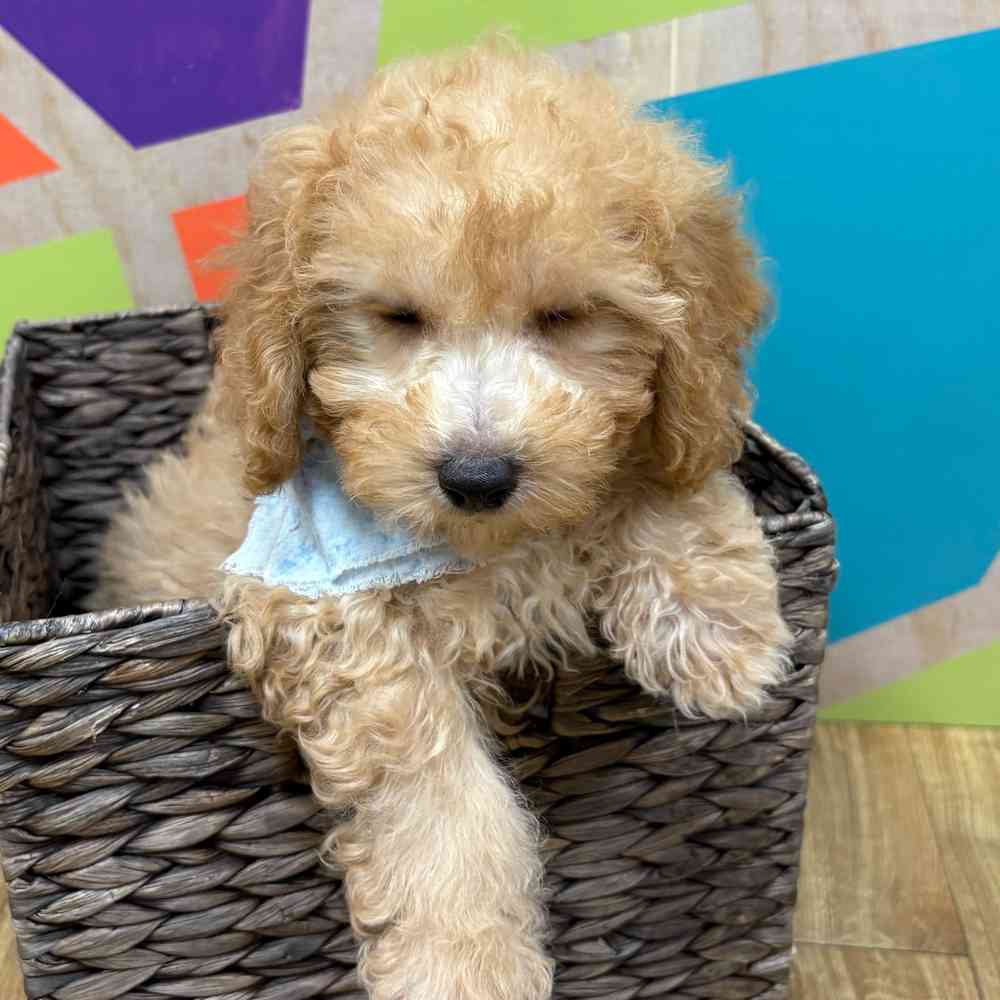 Male Bichonpoo puppy named Moses for sale at Petland Wichita West.