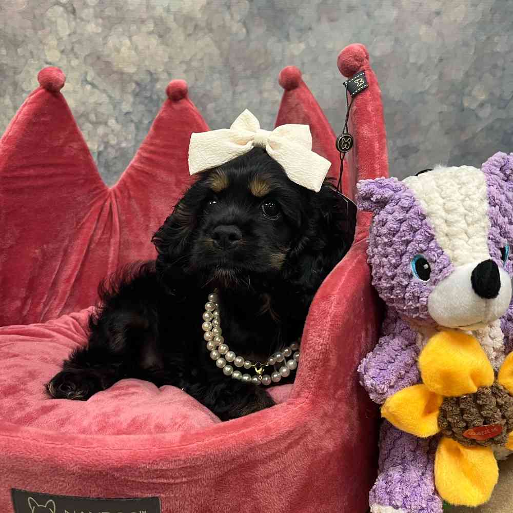 Female Cocker Spaniel puppy named Twix for sale at Petland Joplin.