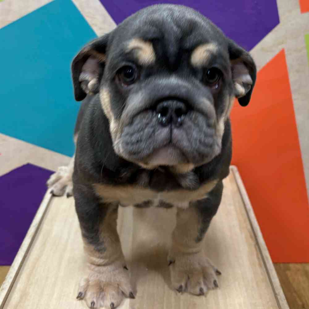 Female English Bulldog puppy named Indigo for sale at Petland Wichita West.