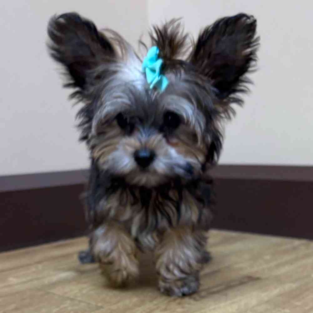 Male Yorkie puppy named Freddie for sale at Petland Wichita West.