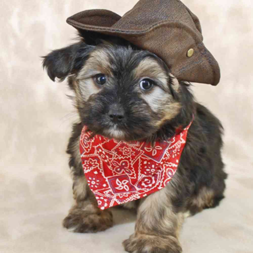 Morkie Puppies for Sale image
