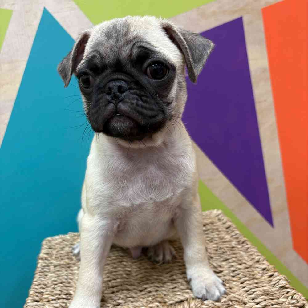 Male Pug puppy named Conner for sale at Petland Wichita West.