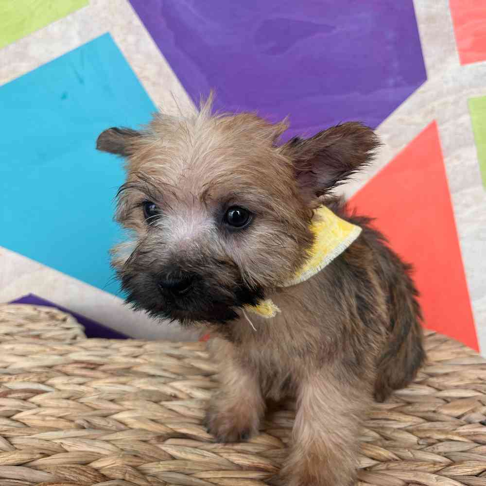 Male Cairn Terrier puppy named Toto for sale at Petland Rogers.