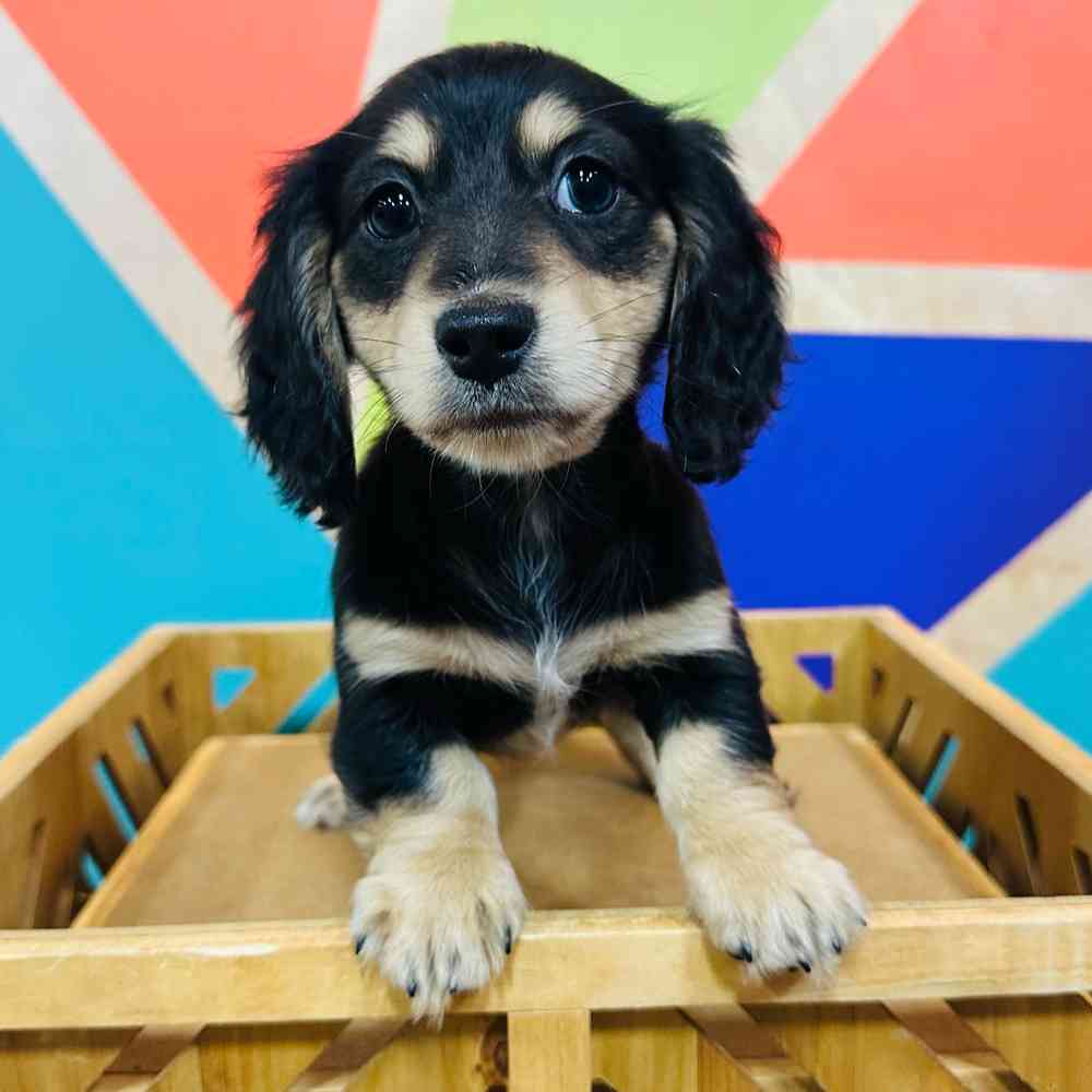 Female Mini Dachshund puppy named Biscut for sale at Petland Rogers.