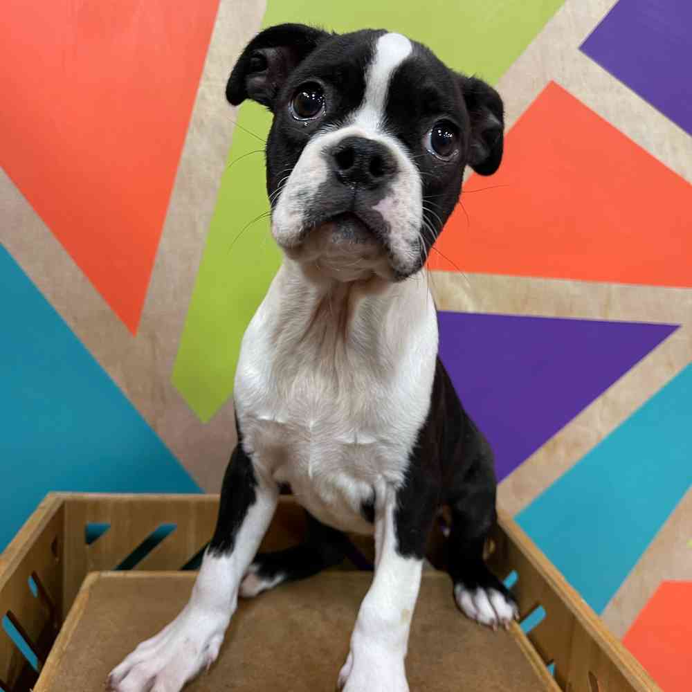 Female Boston Terrier puppy named Dawn for sale at Petland Joplin.