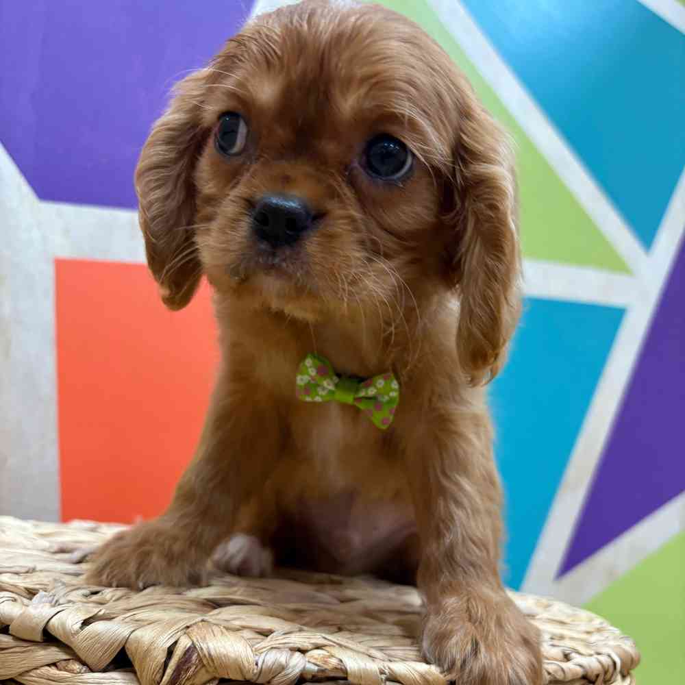 Male Cavalier King Charles Spaniel puppy named Reuben for sale at Petland Wichita West.