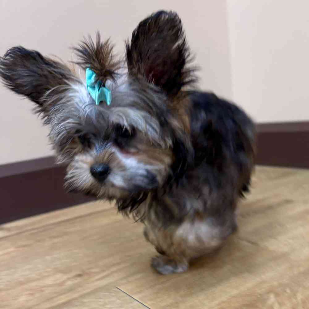 Male Yorkie puppy named Freddie for sale at Petland Wichita West.