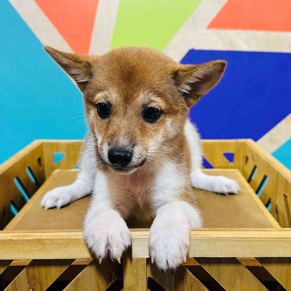 Female Shiba Inu puppy for sale at Petland Joplin.
