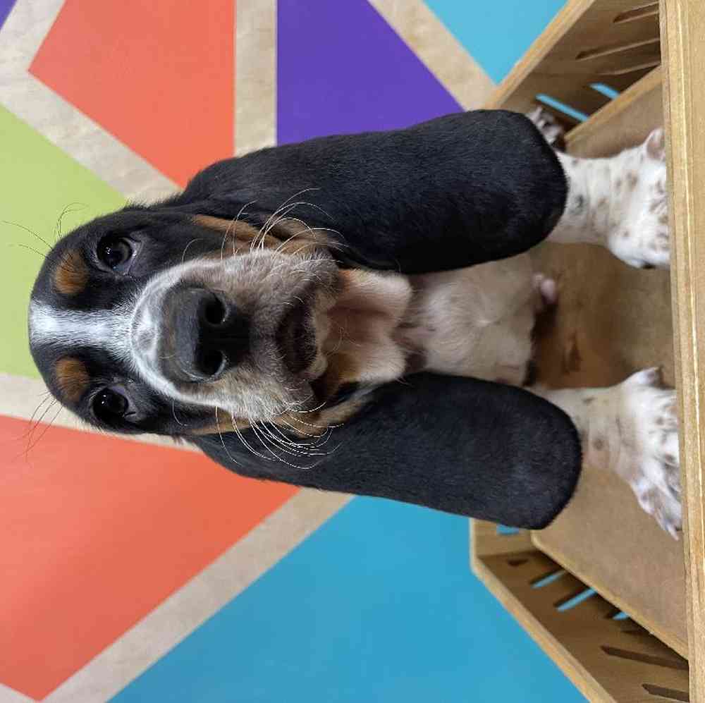 Male Basset Hound puppy named Barry for sale at Petland Rogers.