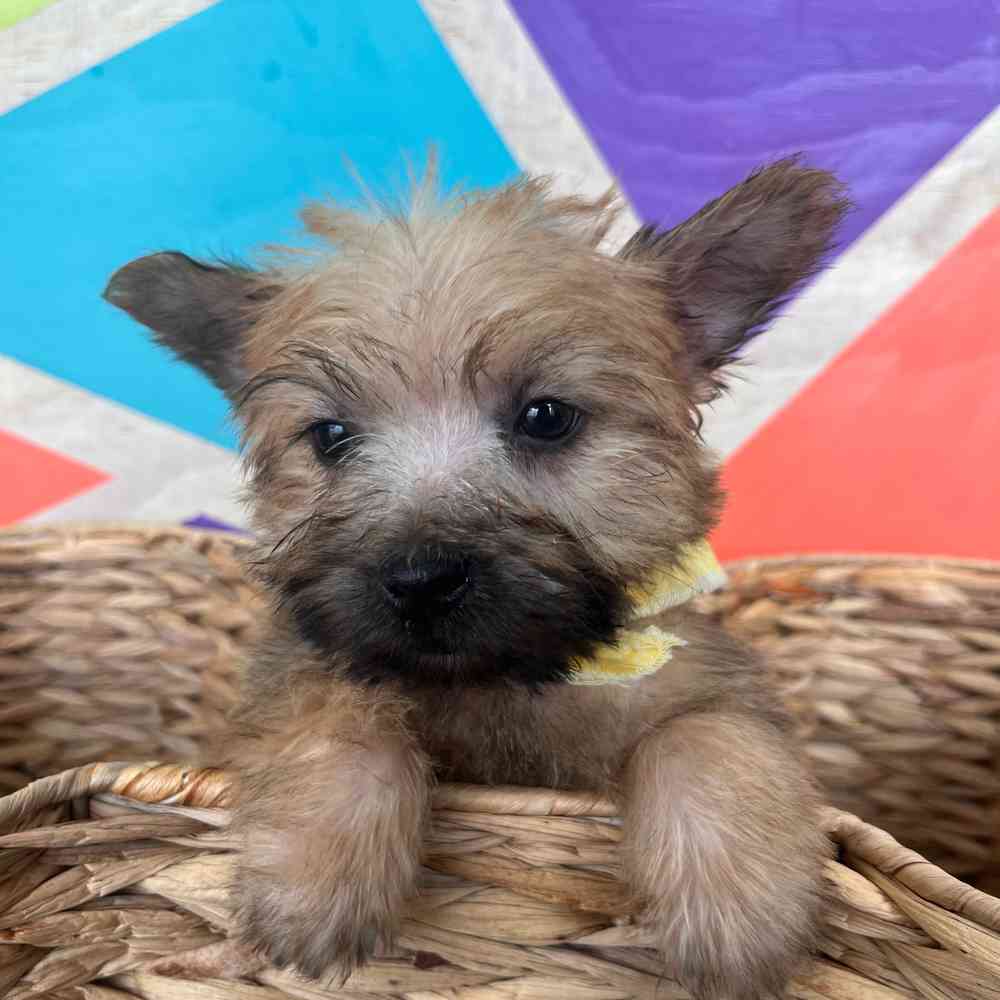 Male Cairn Terrier puppy named Toto for sale at Petland Rogers.