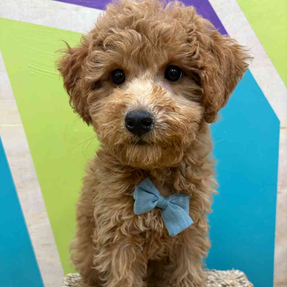 Male Bichonpoo puppy named Rusty for sale at Petland Wichita West.