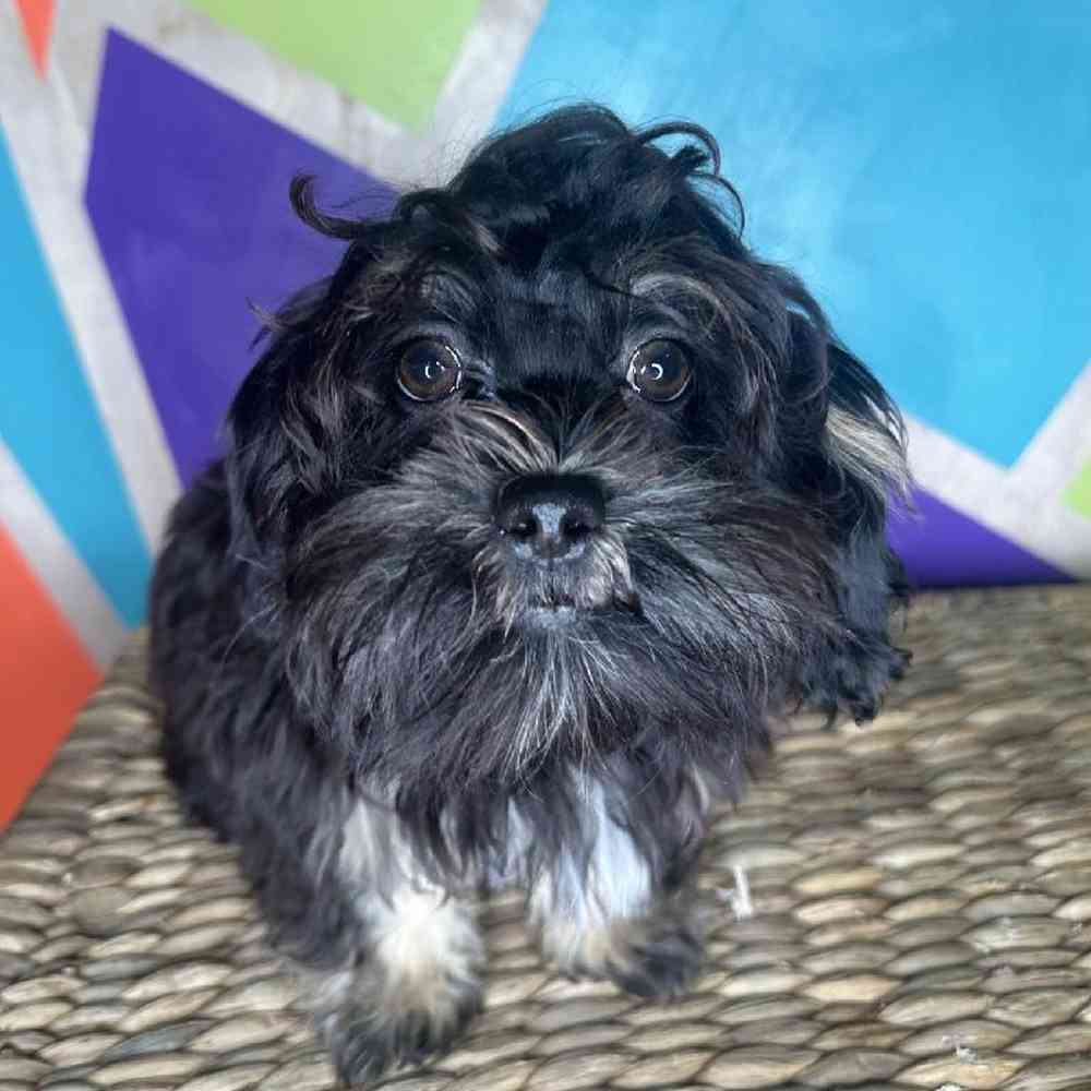 Male Shipoo puppy named Twix for sale at Petland Rogers.