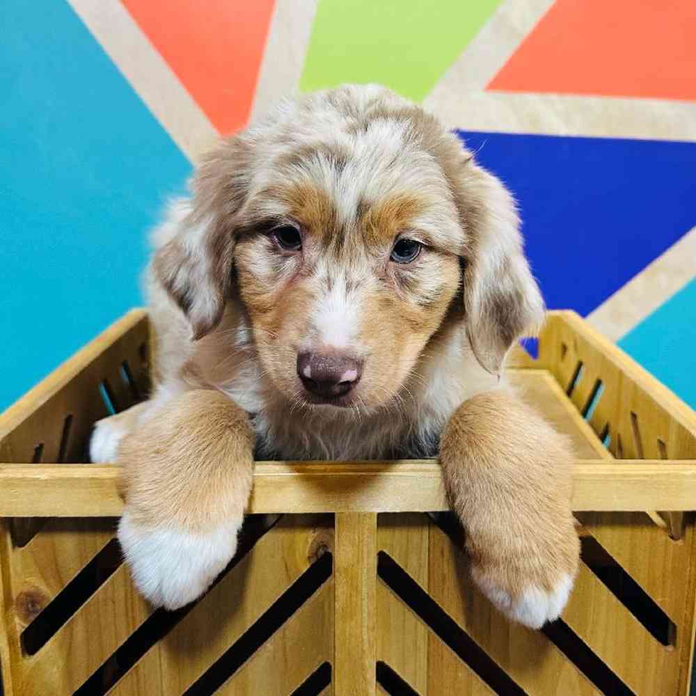 Male Australian Shepherd puppy named River for sale at Petland Joplin.