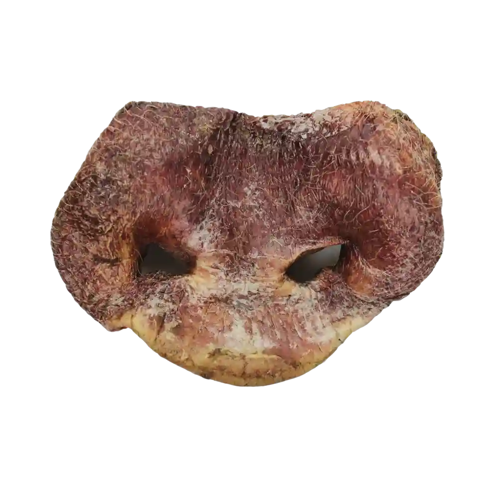 Raw Bar Freeze-dried Pig Snout Treat For Dogs 1 Pig Snout