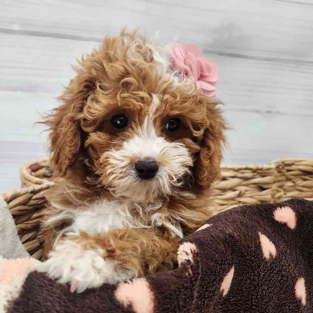 Male Cavapoo puppy named Patrick for sale at Petland Wichita West.