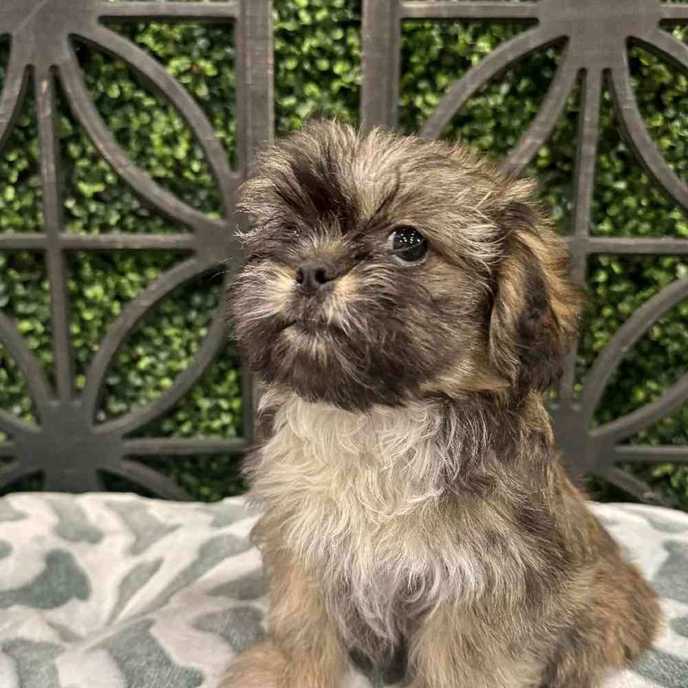 Female Lhasa Apso puppy named Brownie for sale at Petland Rogers.