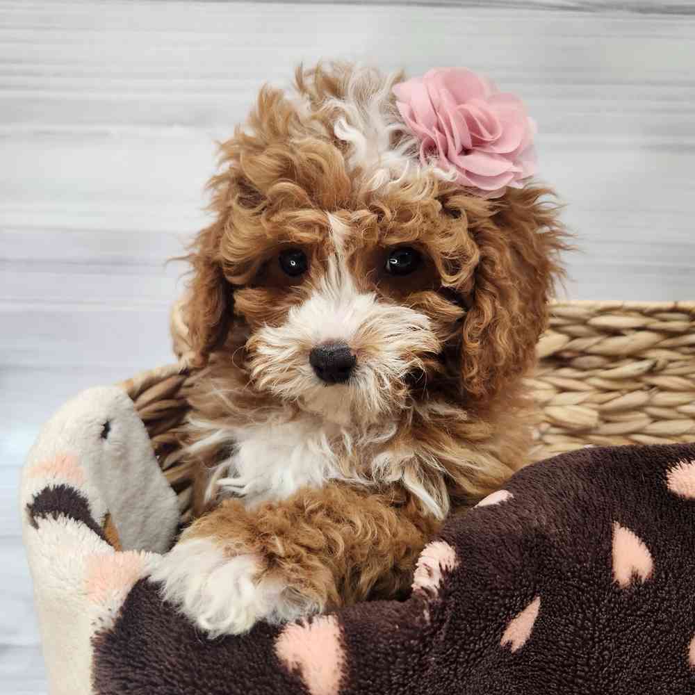 Male Cavapoo puppy named Patrick for sale at Petland Wichita West.